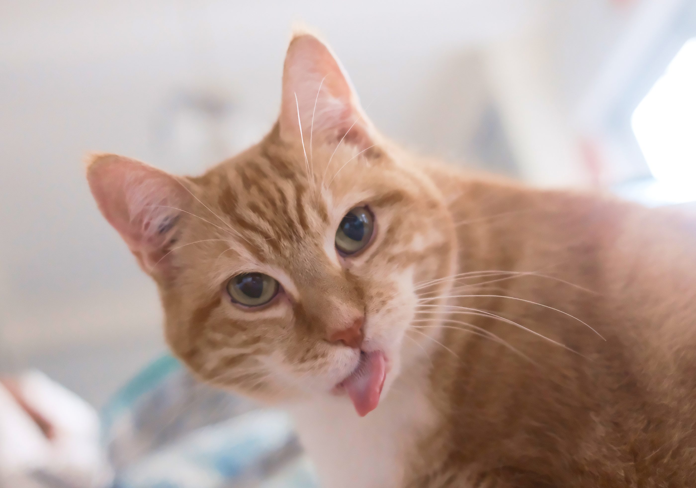 An orange cat mid-lick, looking at the camera.